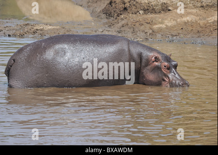 Nilpferd - Flusspferd (Hippopotamus Amphibius) gehen aus dem Wasser von den Mara Fluss - Kenia - Ost-Afrika Stockfoto