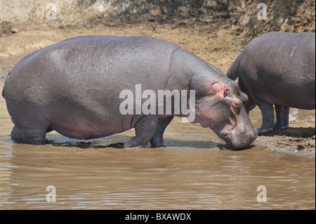 Nilpferd - Flusspferd (Hippopotamus Amphibius) zu Fuß am Ufer des Mara Fluss - Kenia - Ost-Afrika Stockfoto