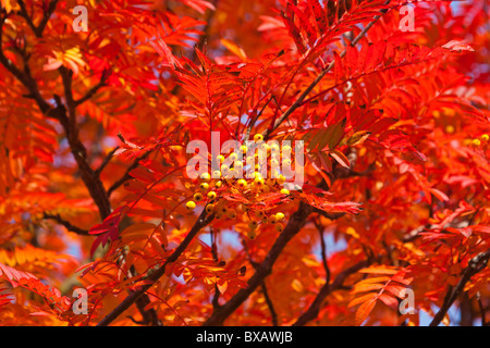 Gelbe Eberesche im Herbst, Fife, Schottland, August 2010 Stockfoto