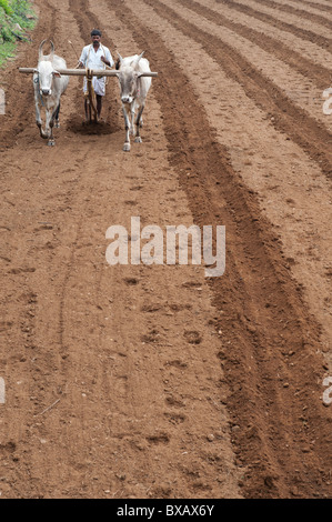 Indische Bauern Pflügen eines Feldes mit einem Pflug von Ochsen/Zebu/indischen zog humped Kühe in den ländlichen indischen Landschaft. Andhra Pradesh, Indien Stockfoto