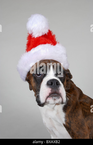 jungen Boxer Welpen tragen eine rote Weihnachtsmütze Stockfoto