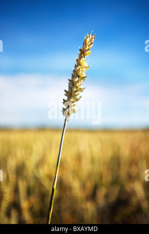 Nahaufnahme von Weizen Stockfoto