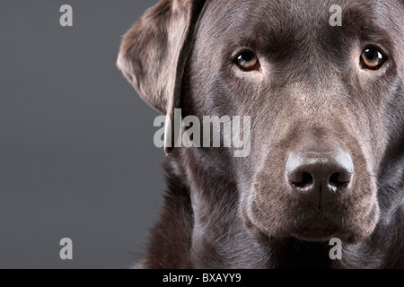 Close Up Shot eine schöne Schoko Labrador Stockfoto