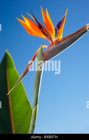 Paradiesvogel Blume Stockfoto