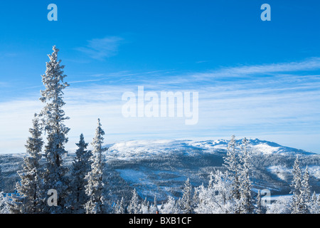 Winterliche Landschaft mit Wald Stockfoto