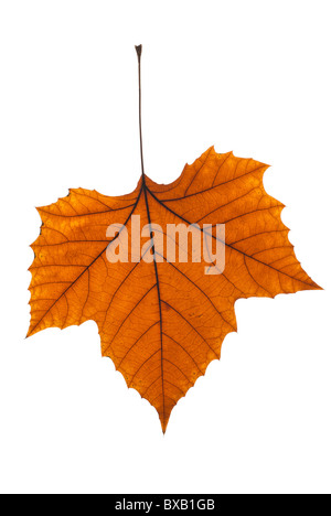 Herbst Platane Blatt auf weißem Hintergrund (pur) Stockfoto