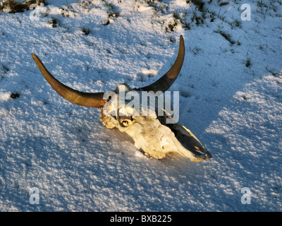 Büffelschädel auf einer verschneiten Ebene. Stockfoto