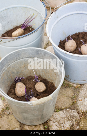 Kartoffeln im Eimer Stockfoto