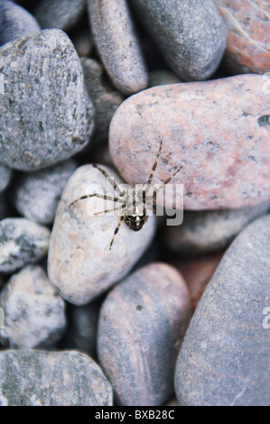 Nahaufnahme der Spinne auf Kieselsteinen Stockfoto