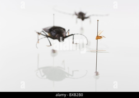 Studioaufnahme von Bug Exemplaren auf weißem Hintergrund Stockfoto