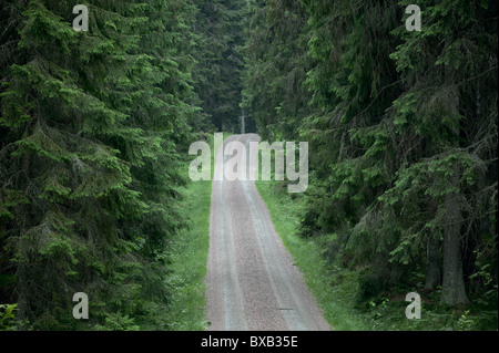 Straße durch Wald Stockfoto