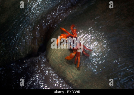 Rote Krabbe (Gecarcoidea Natalis) auf Tuffstein unter Hugh Dale Wasserfall, Christmas Island National Park, Indischer Ozean Stockfoto