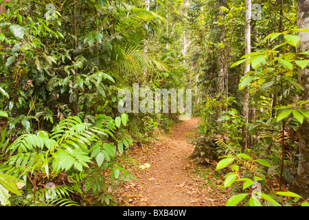 Rain Forest walk, Lake Eacham, Atherton Tableland, Crater Lakes National Park, Yungaburra, Queensland Stockfoto