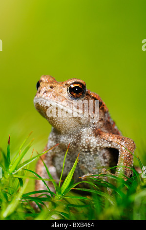 Gemeinsamen Kröte (Bufo Bufo), juvenile Stockfoto