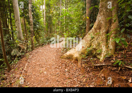 Rain Forest walk, Lake Eacham, Atherton Tableland, Crater Lakes National Park, Yungaburra, Queensland Stockfoto