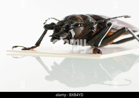 Studioaufnahme von Bug Muster auf weißem Hintergrund Stockfoto