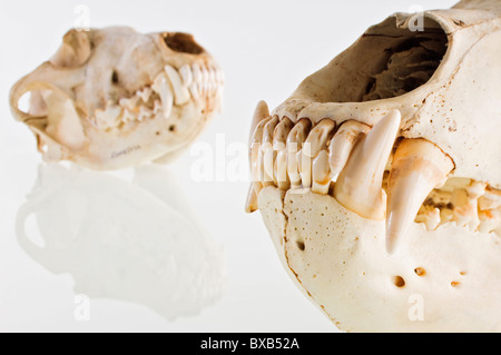 Studioaufnahme von Tierschädeln auf weißem Hintergrund Stockfoto