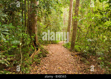 Rain Forest walk, Lake Eacham, Atherton Tableland, Crater Lakes National Park, Yungaburra, Queensland Stockfoto