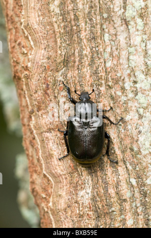 Käfer auf Baumrinde, Nahaufnahme Stockfoto