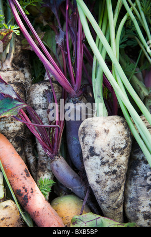 Haufen von frischem Gemüse: Karotten, rote Beete und Pastinaken Stockfoto