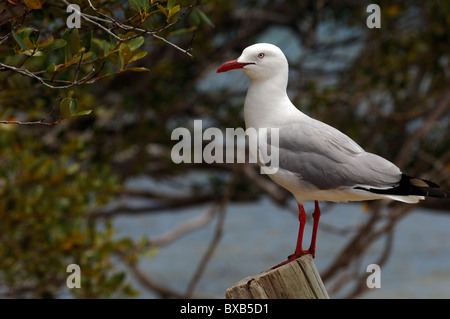 Australische Möwe am Ilot Canard (Canards), unweit von Noumea Anse Vata, Neu-Kaledonien Stockfoto