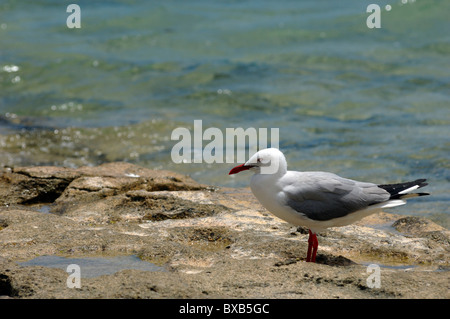 Australische Möwe am Ilot Canard (Canards), unweit von Noumea Anse Vata, Neu-Kaledonien Stockfoto