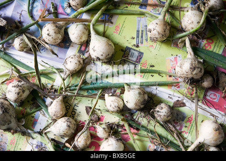 Frühlingszwiebeln, die Trocknung auf alte Zeitungen Stockfoto