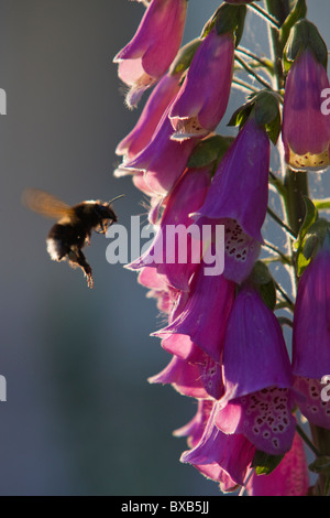 Biene in der Nähe von Blume Stockfoto