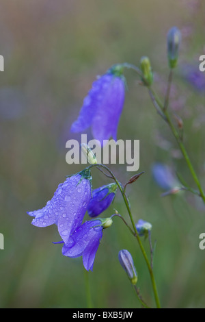 Glockenblume mit Wassertropfen Stockfoto