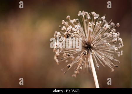 Allium Hollandicum, 'Purple Sensation' Samenköpfe im November Stockfoto