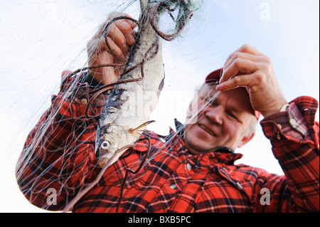 Fischer Fisch vom Fischernetz herausnehmen Stockfoto