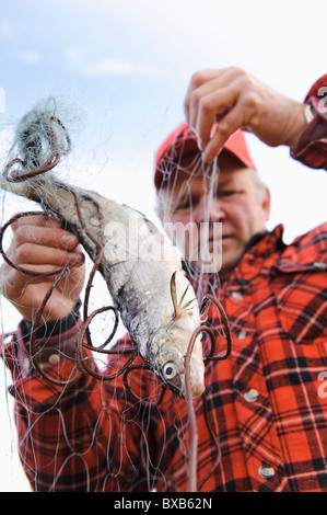 Fischer Fisch vom Fischernetz herausnehmen Stockfoto