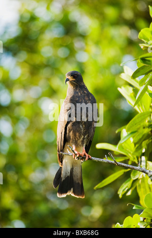 Everglade Kite hocken auf Baum Stockfoto