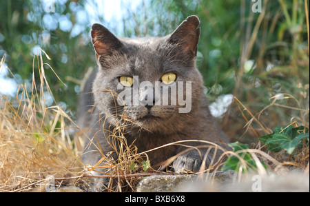 Chartreux Katze mit gelben Augen in einem Garten Stockfoto