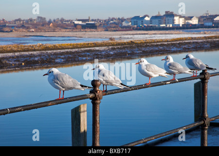 Eine Reihe von Winter - plumaged Black-headed Möwen, Chroicocephalus ridibundus (Fka Larus ridibundus), auf ein Geländer, Fluss Irvine Mündung, North Ayrshire, Stockfoto