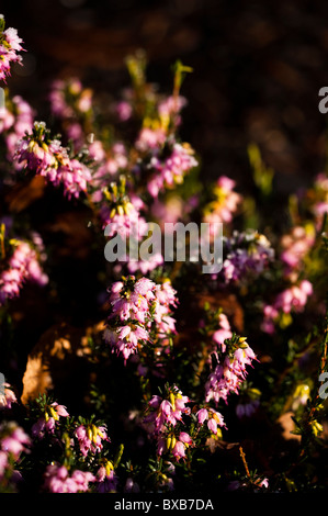 Erica x Darleyensis 'Ghost Hills' in Blüte im November Stockfoto