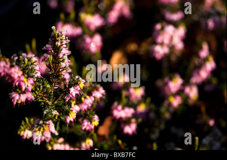 Erica x Darleyensis 'Ghost Hills' in Blüte im November Stockfoto