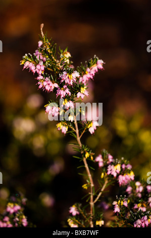 Erica x Darleyensis 'Ghost Hills' in Blüte im November Stockfoto