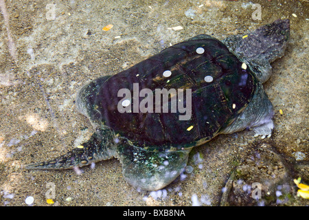 Gemeinsamen Schnappschildkröte mit Münze auf Panzer Stockfoto