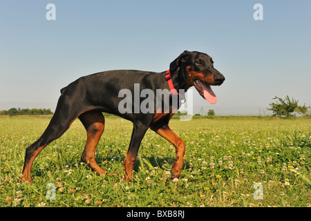 Porträt von einem reinrassigen Dobermann Welpen Stockfoto