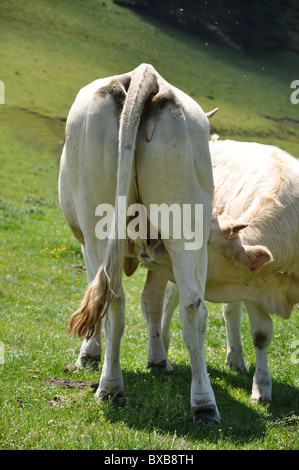 Kalb trinken Stockfoto