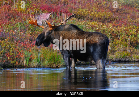 Stier Elch (Alces Alces) in den frühen Morgenstunden essen Gräser aus dem Boden von einem Biber Teich, Denali-Nationalpark, Alaska Stockfoto