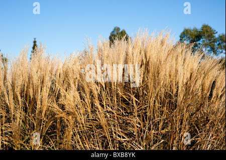 Miscanthus Sinensis von Yakushima im November Stockfoto