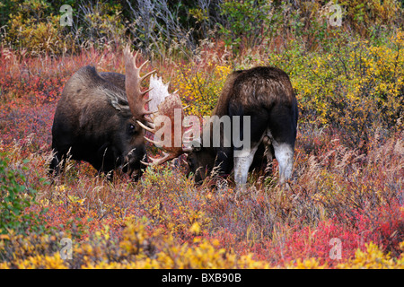 Stier Elch (Alces Alces), Kämpfe in der Brunftzeit, Denali-Nationalpark, Alaska Stockfoto