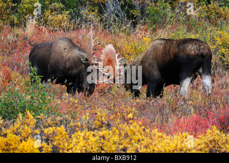 Stier Elch (Alces Alces), Kämpfe in der Brunftzeit, Denali-Nationalpark, Alaska Stockfoto