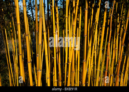 Phyllostachys Aureosulcata f Spectabilis stammt Stockfoto