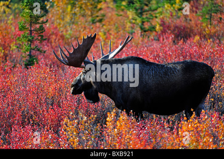 Stier Elch (Alces Alces) im Herbst gefärbten Heidelbeere Büsche, Denali-Nationalpark, Alaska Stockfoto