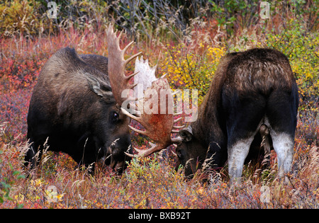 Stier Elch (Alces Alces), Kämpfe in der Brunftzeit, Denali-Nationalpark, Alaska Stockfoto