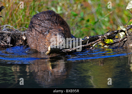 Nordamerikanische Biber (Castor Canadensis) Gebäude dam, Denali-Nationalpark, Alaska Stockfoto