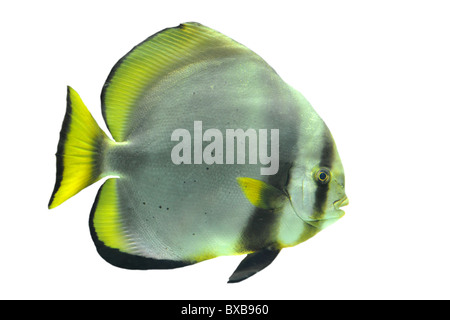 Nahaufnahme von Fledermausfischen auf weißem Hintergrund Stockfoto
